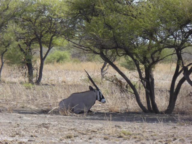 http://www.gandjlawrence.co.uk/photos/Botswana/Jane/P1030183.jpg