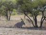 ../photos/Botswana/Jane/P1030183_1.jpg?t=1775440317