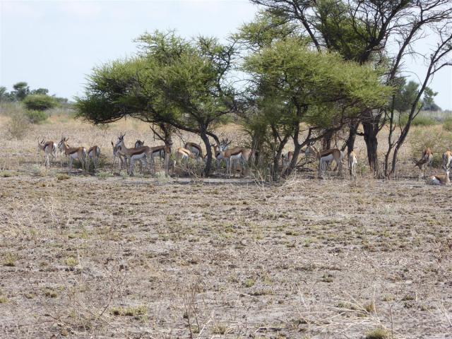 Botswana/Jane/P1030184.jpg