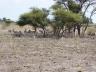 ../photos/Botswana/Jane/P1030184_1.jpg?t=1775440317