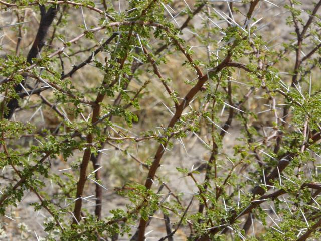 ../photos/Botswana/Jane/P1030188.jpg?t=1775440317