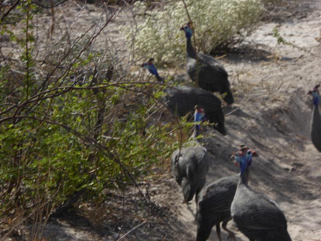 ../photos/Botswana/Jane/P1030189.jpg?t=1775440317
