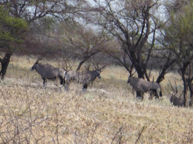 Botswana/Jane/P1030198.jpg