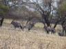 ../photos/Botswana/Jane/P1030198_1.jpg?t=1775440317