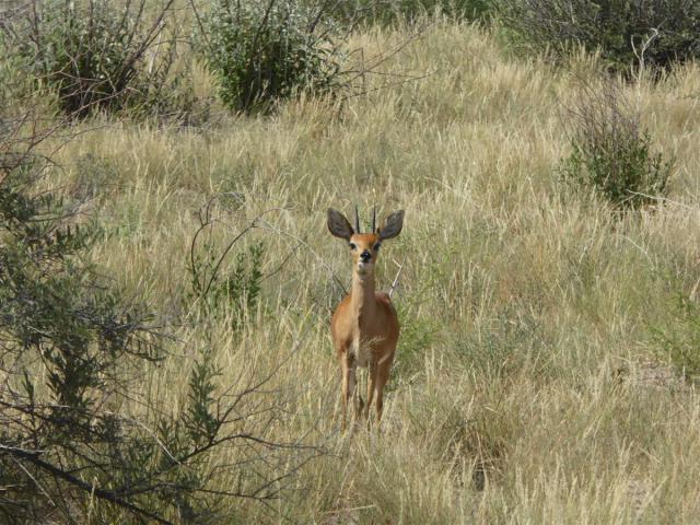 ../photos/Botswana/Jane/P1030201.jpg?t=1775440317