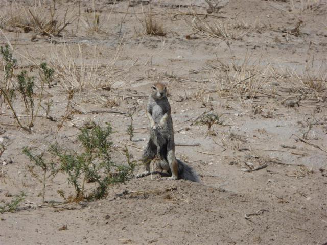 ../photos/Botswana/Jane/P1030204.jpg?t=1775440317