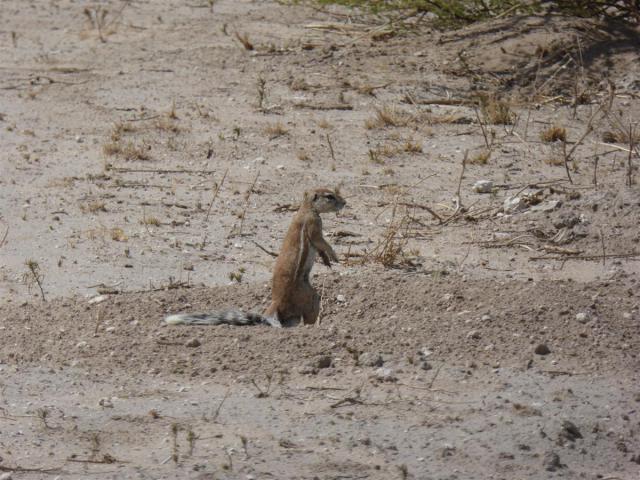 Botswana/Jane/P1030207.jpg