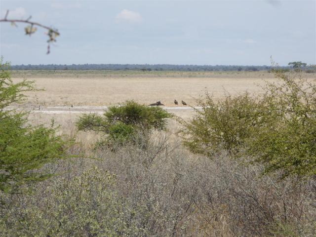 ../photos/Botswana/Jane/P1030211.jpg?t=1775440317