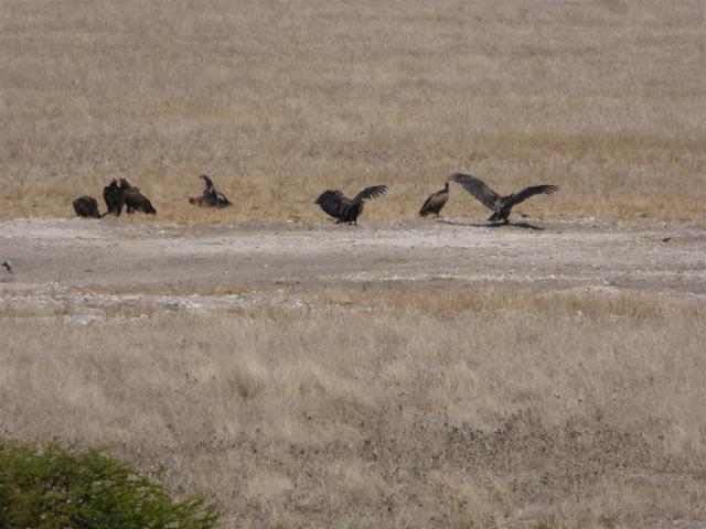 Botswana/Jane/P1030217.jpg