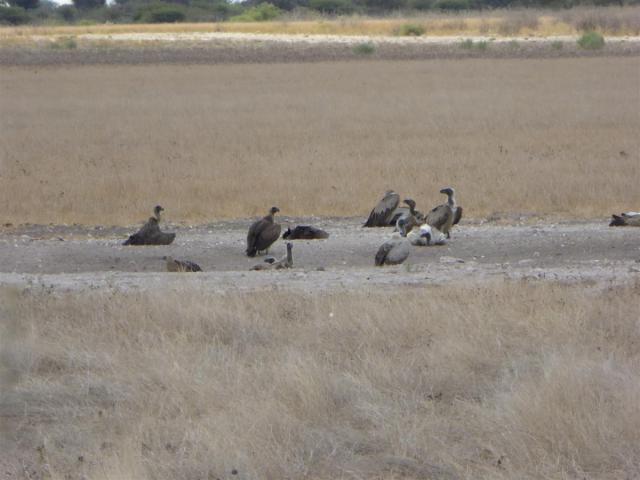 ../photos/Botswana/Jane/P1030221.jpg?t=1775440317