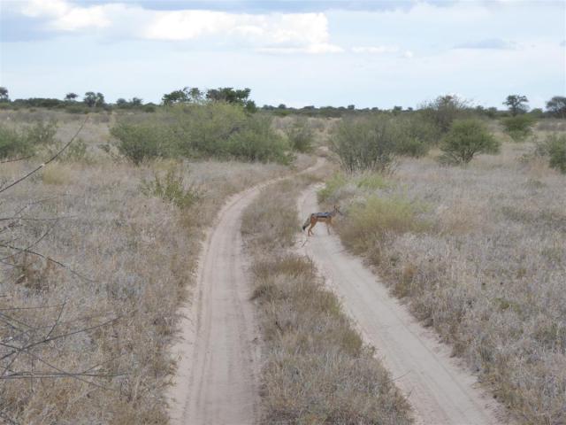 ../photos/Botswana/Jane/P1030224.jpg?t=1775440317
