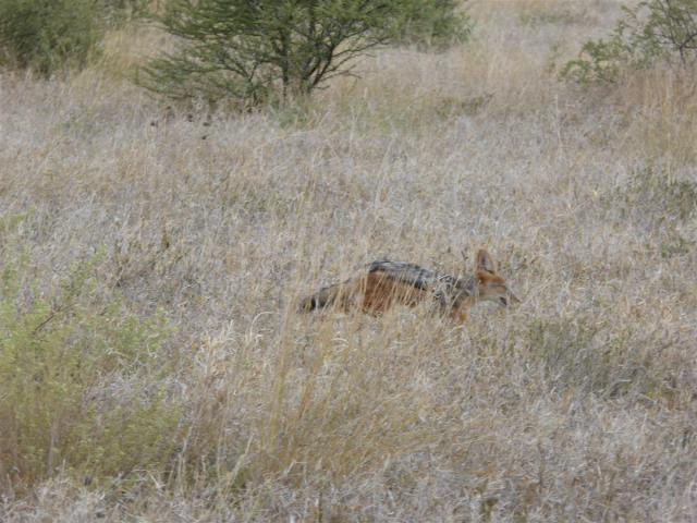 ../photos/Botswana/Jane/P1030225.jpg?t=1775440317