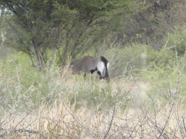 ../photos/Botswana/Jane/P1030226.jpg?t=1775440317
