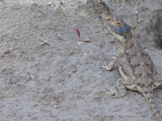 ../photos/Botswana/Jane/P1030236.jpg?t=1775440317