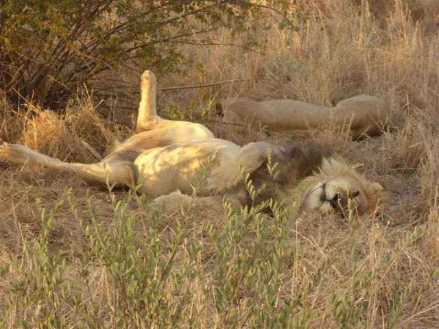 Botswana/Jane/P1030243.jpg