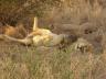 ../photos/Botswana/Jane/P1030243_1.jpg?t=1775440317