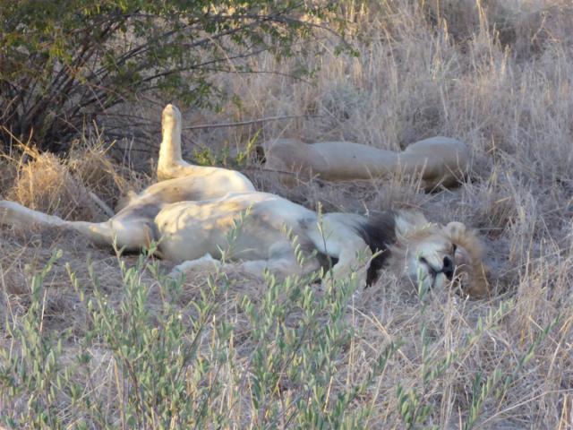 ../photos/Botswana/Jane/P1030247.jpg?t=1775440317