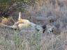 ../photos/Botswana/Jane/P1030247_1.jpg?t=1775440317