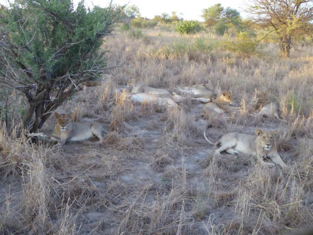 ../photos/Botswana/Jane/P1030248.jpg?t=1775440317
