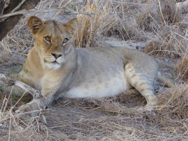../photos/Botswana/Jane/P1030252.jpg?t=1775440317