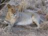 ../photos/Botswana/Jane/P1030252_1.jpg?t=1775440317