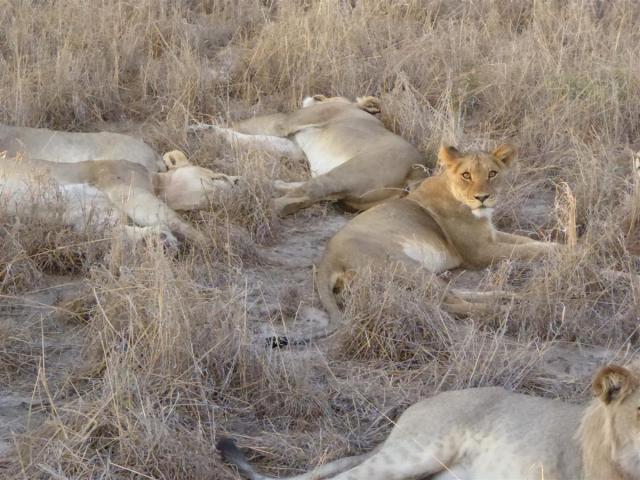 ../photos/Botswana/Jane/P1030256.jpg?t=1775440317
