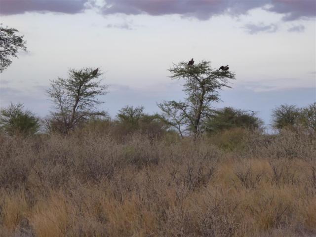 ../photos/Botswana/Jane/P1030263.jpg?t=1775440317