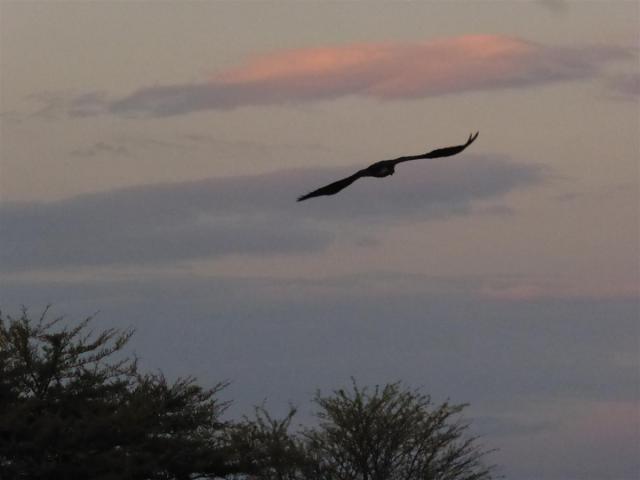 ../photos/Botswana/Jane/P1030264.jpg?t=1775440317