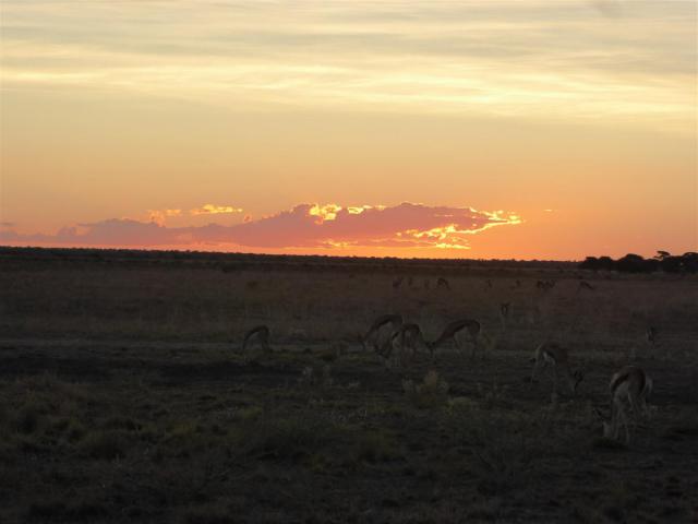 ../photos/Botswana/Jane/P1030276.jpg?t=1775440317
