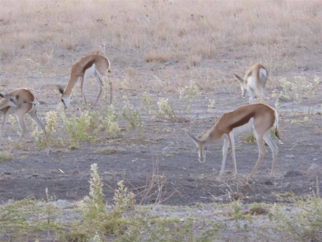 ../photos/Botswana/Jane/P1030278.jpg?t=1775440317