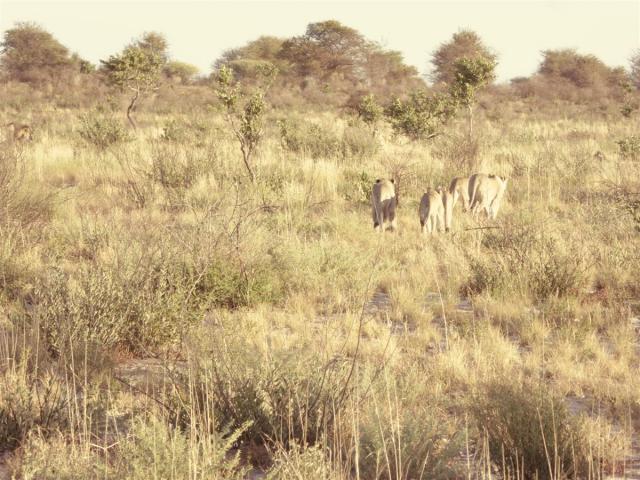 ../photos/Botswana/Jane/P1030300.jpg?t=1775421172