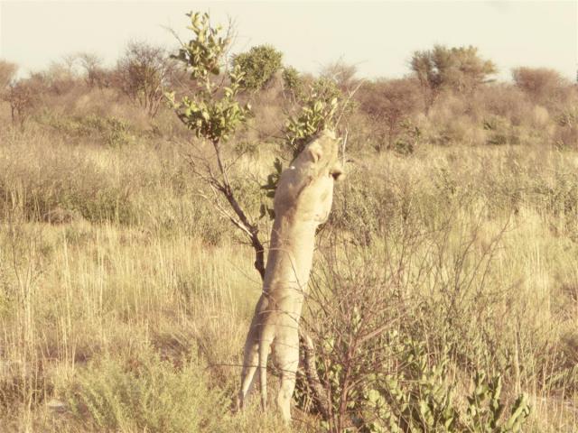 ../photos/Botswana/Jane/P1030302.jpg?t=1775421172