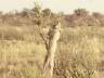 ../photos/Botswana/Jane/P1030302_1.jpg?t=1775421172