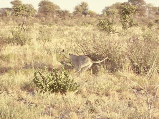 ../photos/Botswana/Jane/P1030304.jpg?t=1775421172