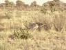 ../photos/Botswana/Jane/P1030304_1.jpg?t=1775421172