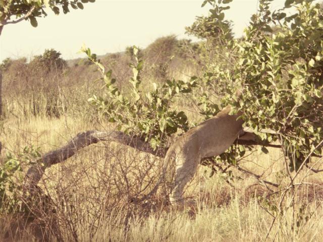 ../photos/Botswana/Jane/P1030313.jpg?t=1775421172