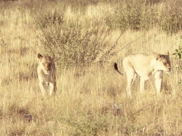 ../photos/Botswana/Jane/P1030320.jpg?t=1775421172