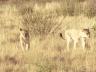 ../photos/Botswana/Jane/P1030320_1.jpg?t=1775421172