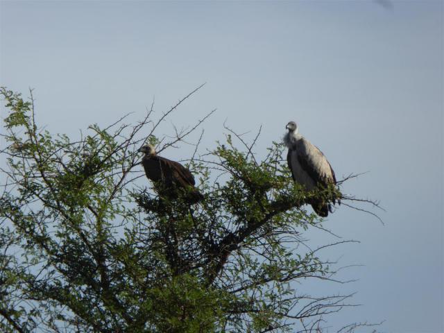 ../photos/Botswana/Jane/P1030338.jpg?t=1775421172