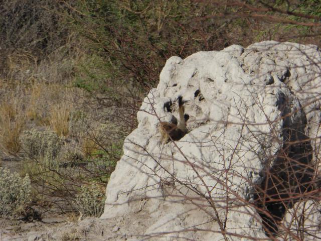 ../photos/Botswana/Jane/P1030339.jpg?t=1775421172