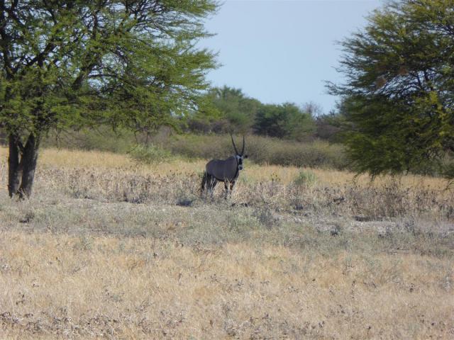 http://www.gandjlawrence.co.uk/photos/Botswana/Jane/P1030341.jpg