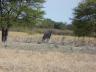 ../photos/Botswana/Jane/P1030341_1.jpg?t=1775421172