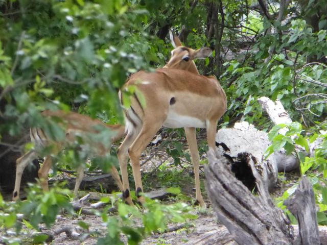 ../photos/Botswana/Jane/P1030356.jpg?t=1775421172