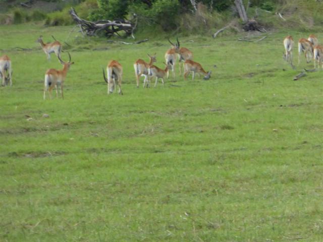 Botswana/Jane/P1030358.jpg