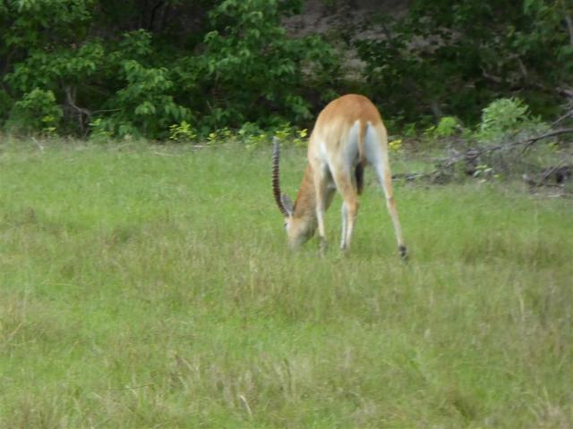 ../photos/Botswana/Jane/P1030359.jpg?t=1775421172