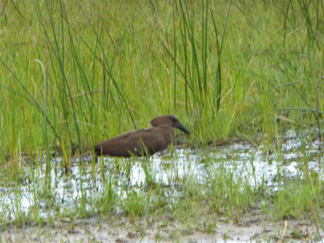 ../photos/Botswana/Jane/P1030361.jpg?t=1775421172