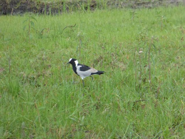 ../photos/Botswana/Jane/P1030365.jpg?t=1775421172