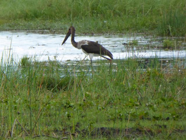 ../photos/Botswana/Jane/P1030369.jpg?t=1775421172