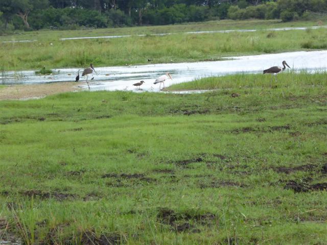 Botswana/Jane/P1030371.jpg