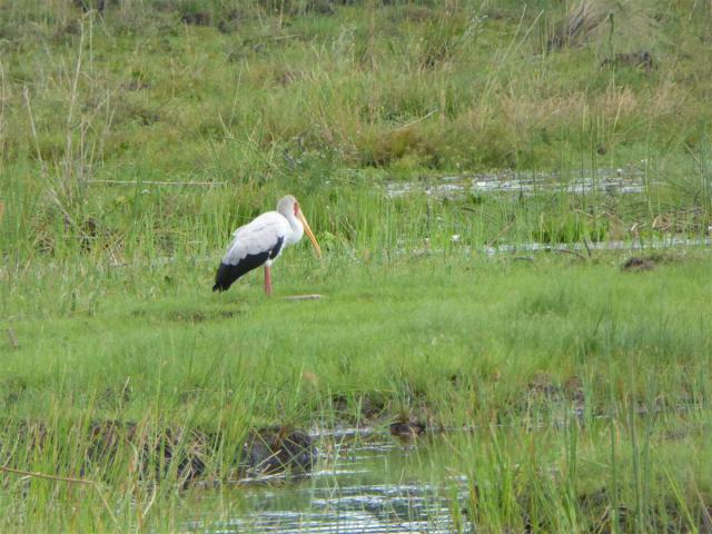 ../photos/Botswana/Jane/P1030372.jpg?t=1775421172
